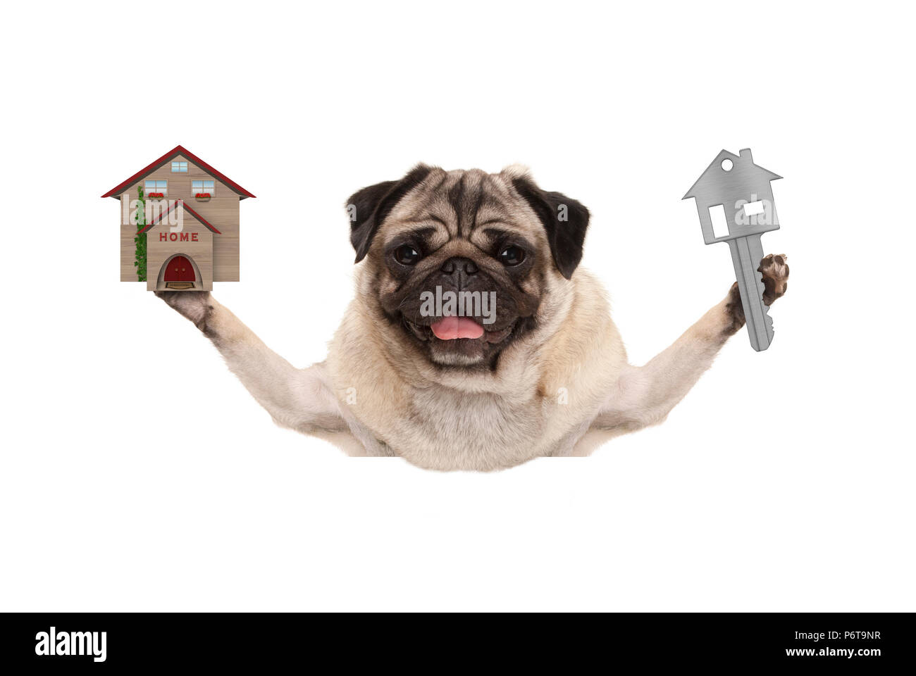 Smiling happy dog puppy pug holding up house key et miniature house, isolé sur fond blanc Banque D'Images