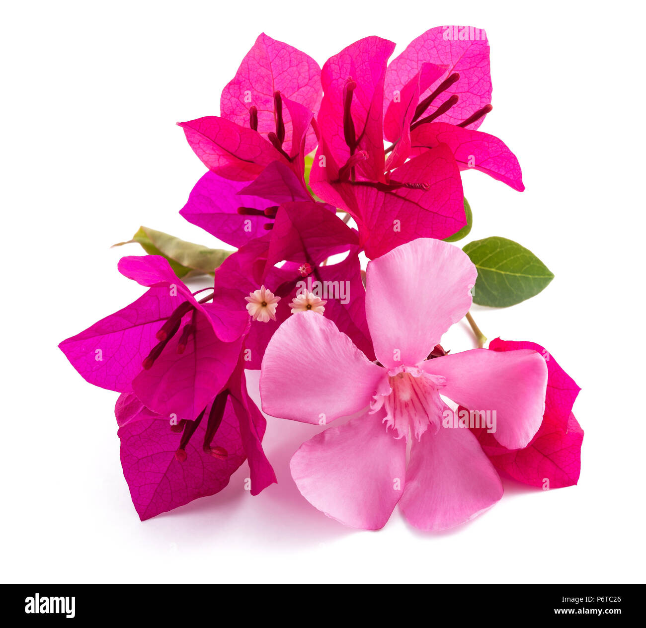 Fleurs de bougainvilliers et olender isolé sur fond blanc Banque D'Images