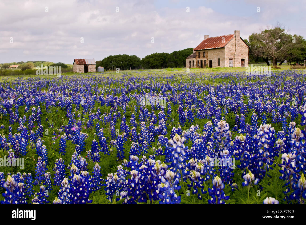 Ferme abandonnée dans un champ du Texas Bluebonnets tôt le matin la lumière. Banque D'Images