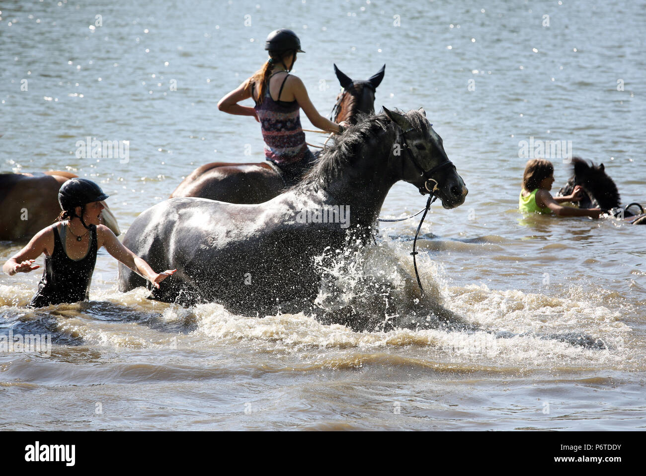 Oberoderwitz, cheval a devenir cheval anglais dans tout en nageant dans le lac Banque D'Images
