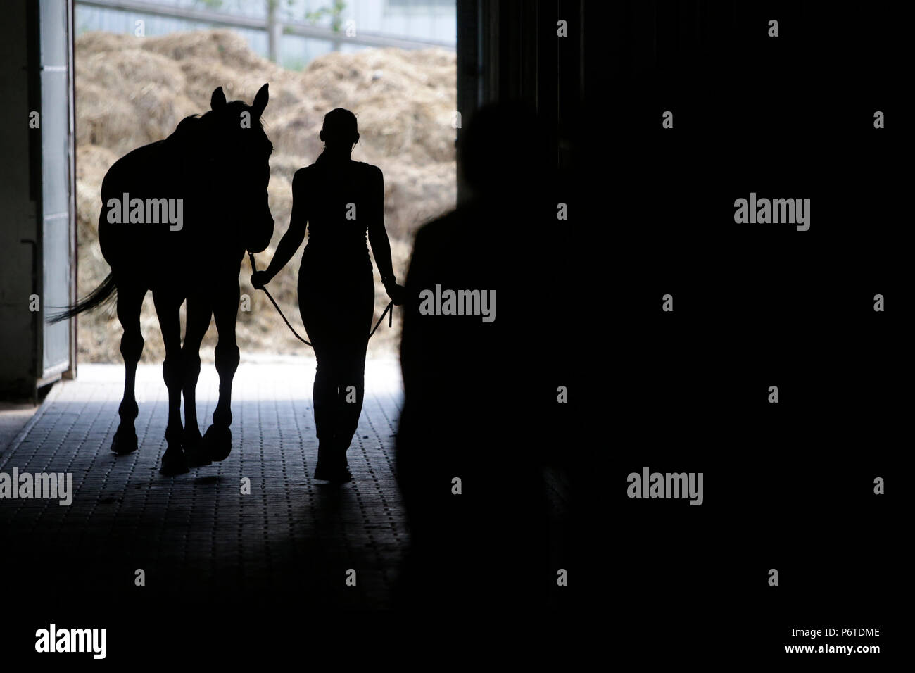 Oberoderwitz, Silhouette, femme mène un cheval dans l'écurie Banque D'Images