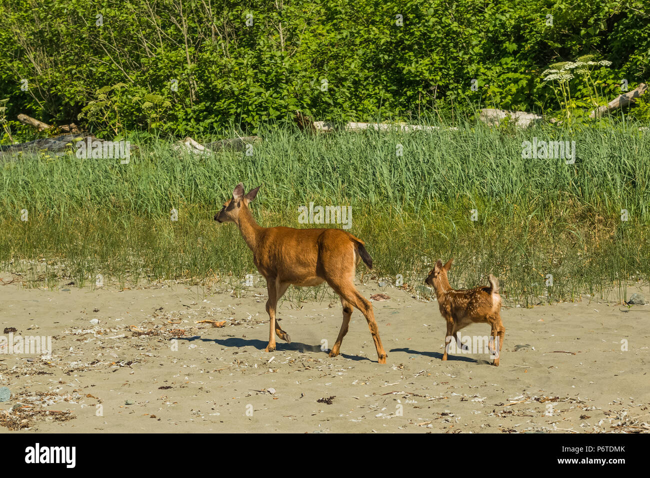 Du Cerf à queue noire de Colombie, Odocoileus hemionus columbianus, biche et faon allant du danger perçu sur Shi Shi Beach le long de l'océan Pacifique en O Banque D'Images