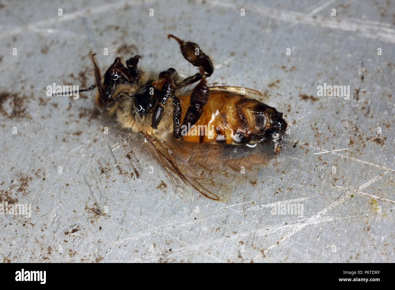 Dresde, Allemagne, mort des abeilles Banque D'Images
