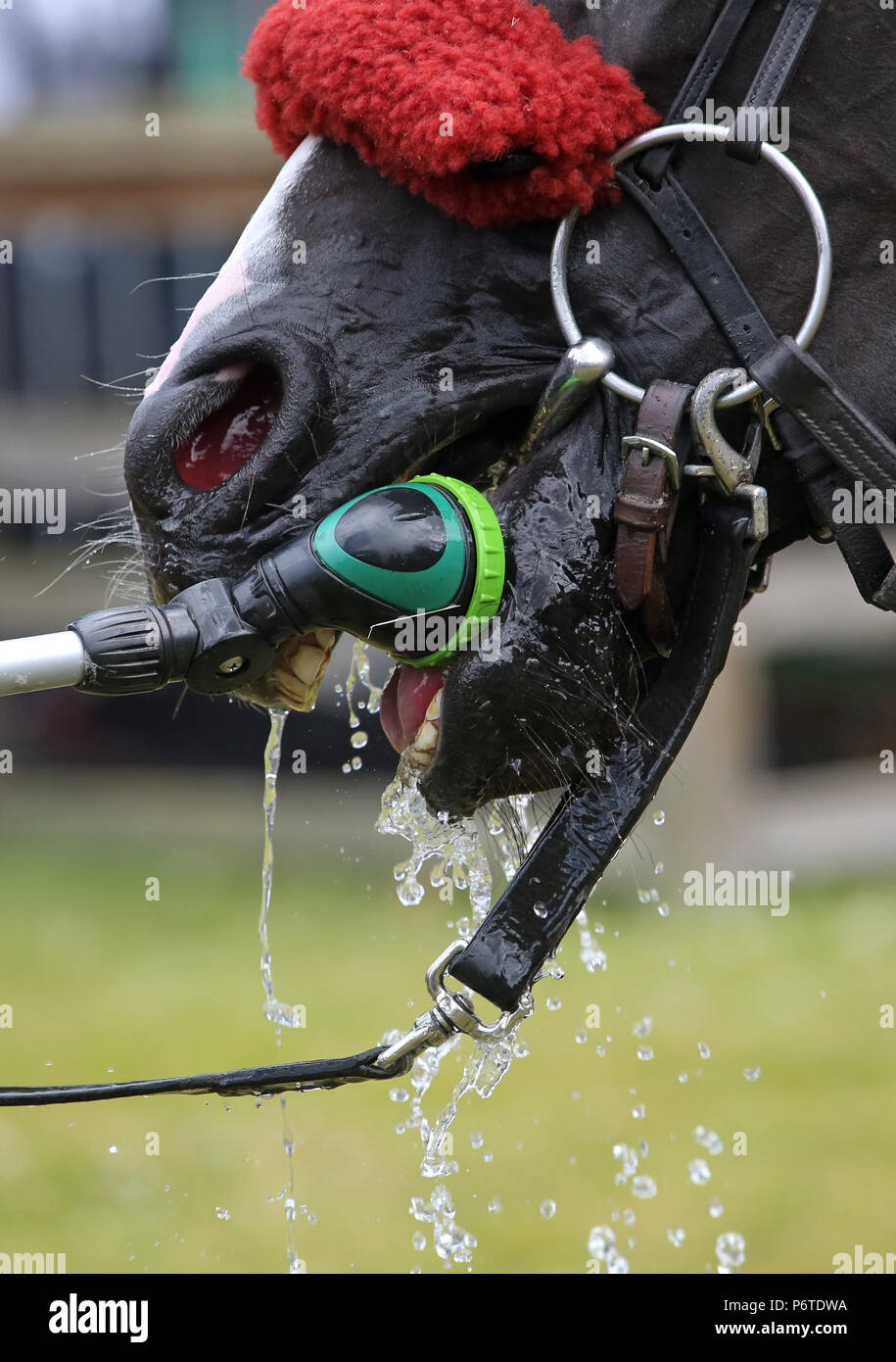 Dresde, close-up, cheval boit de l'eau à partir d'un pistolet de pulvérisation Banque D'Images