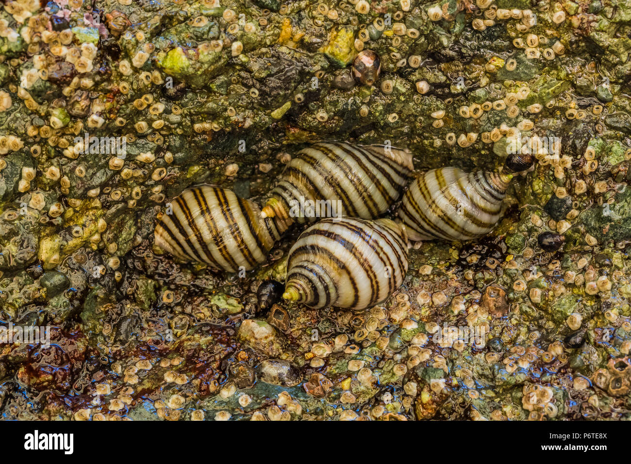 Pourpre de émarginé, Nucella emarginata, alias le nord du Bar rayé, Pourpre Nucella ostrina, sur les rochers au fond de l'arches du point d'Arches, alo Banque D'Images