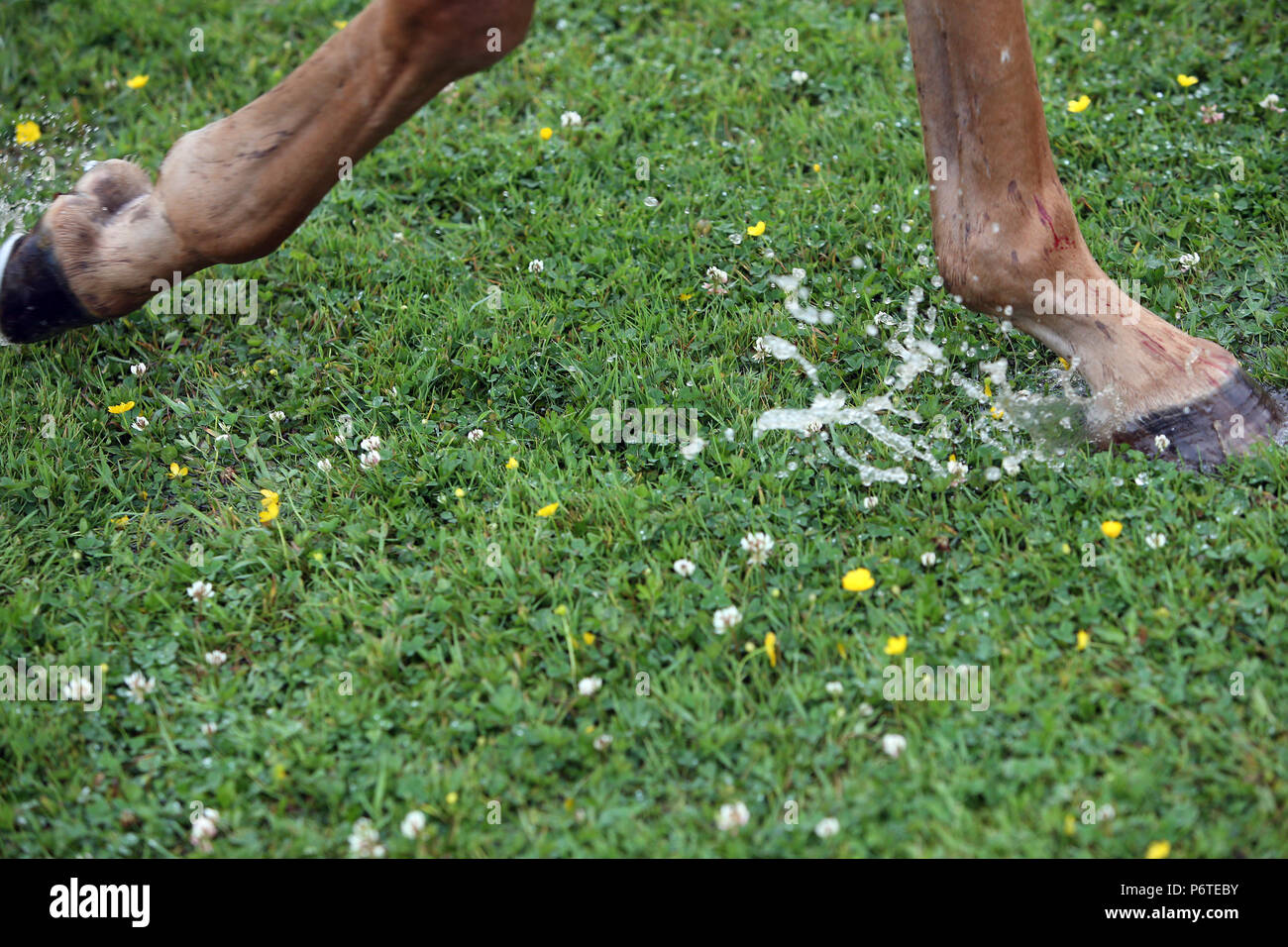 Hambourg, jambes de chevaux sur l'herbe mouillée Banque D'Images