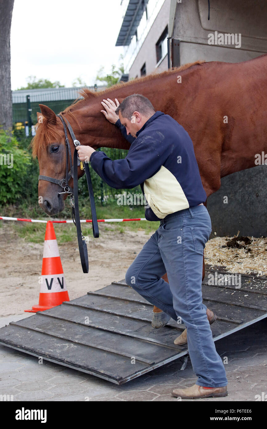 Hambourg, l'entraîneur Pavel Vovcenko lance un cheval sortie du hangar Banque D'Images