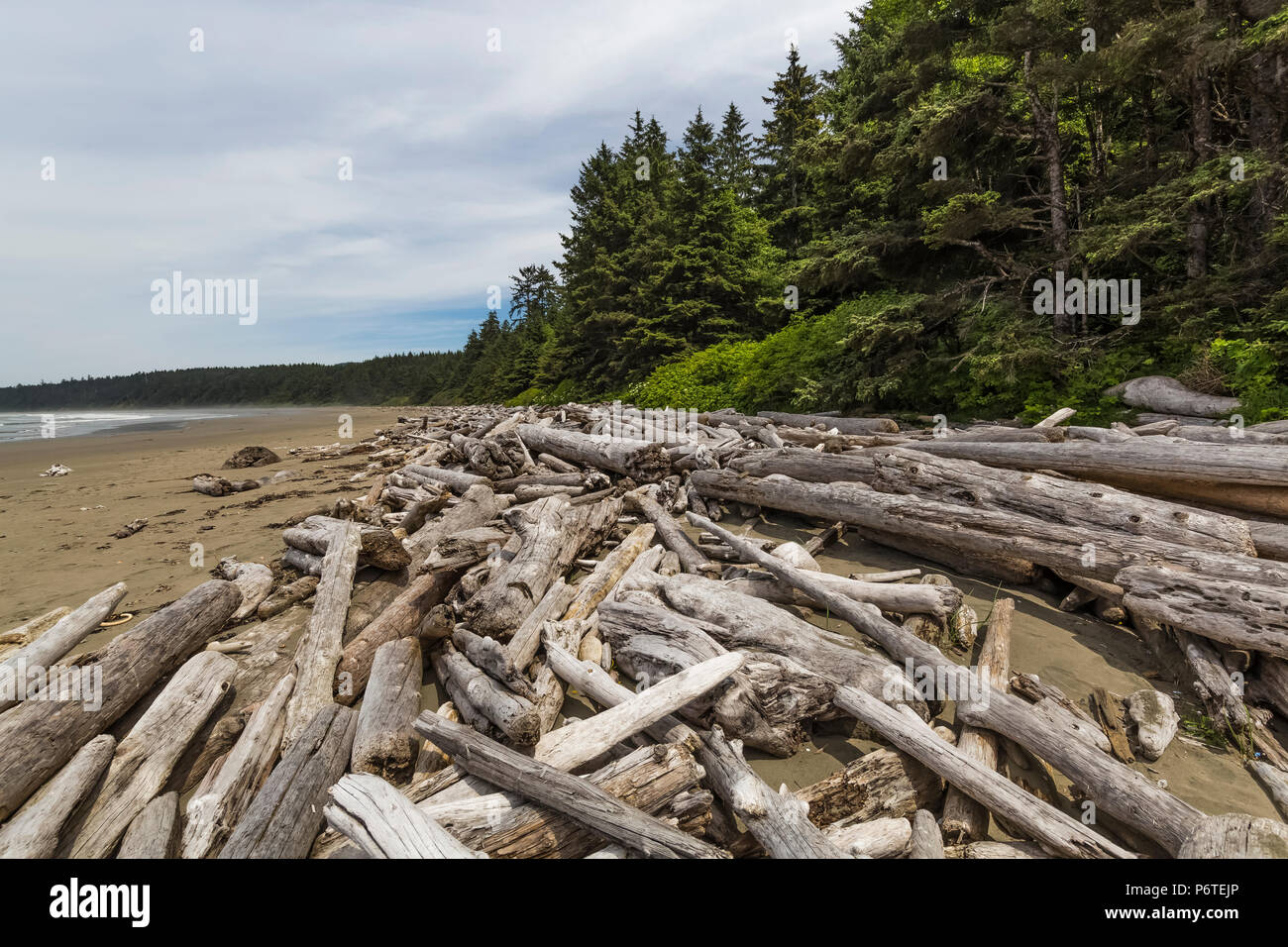 Grumes de bois flotté déposés durant les tempêtes d'hiver féroce sur Shi Shi Beach le long de l'océan Pacifique à l'Olympic National Park, Washington State, USA Banque D'Images