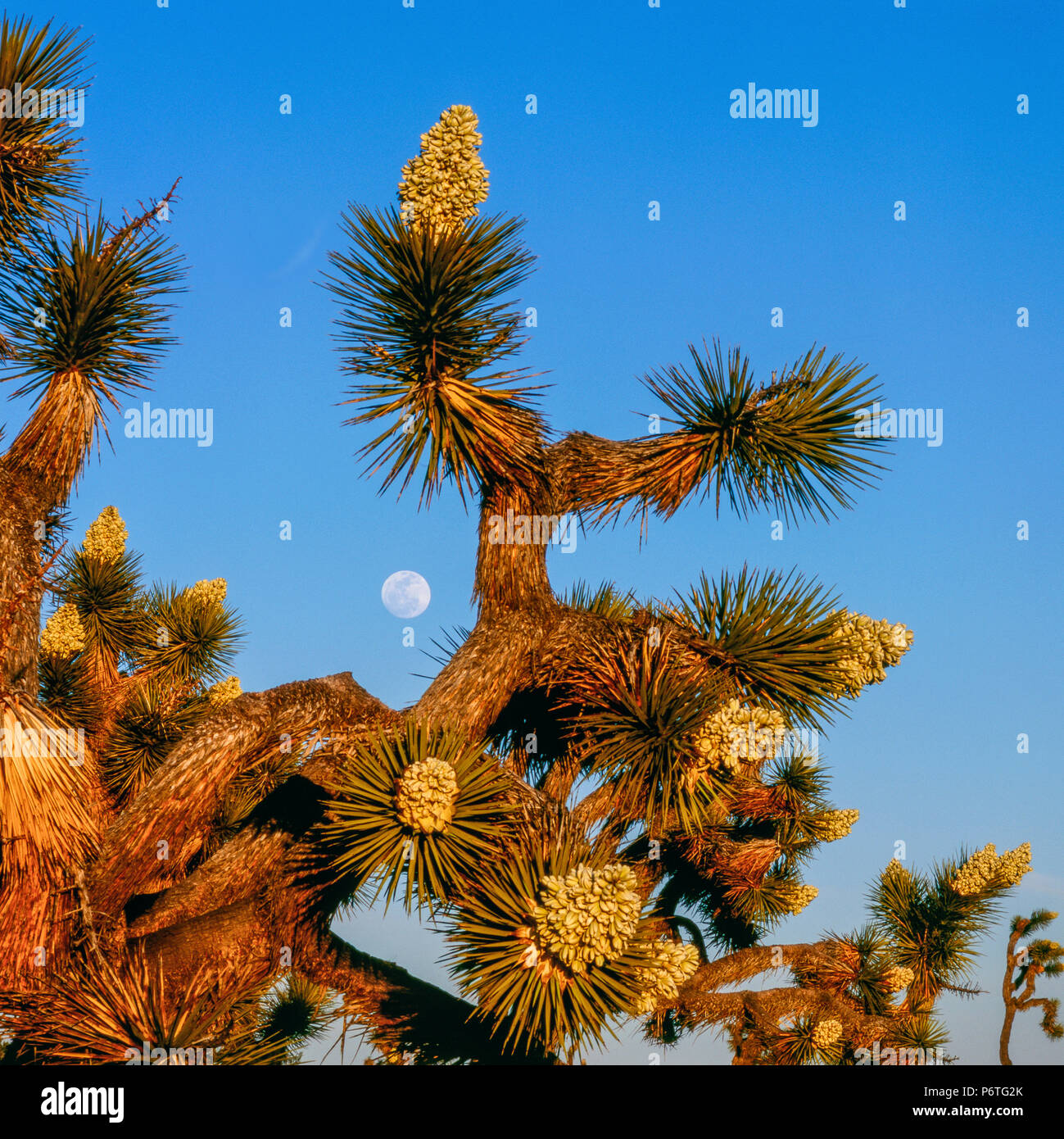 Moonrise, Joshua Tree National Park, Californie Banque D'Images
