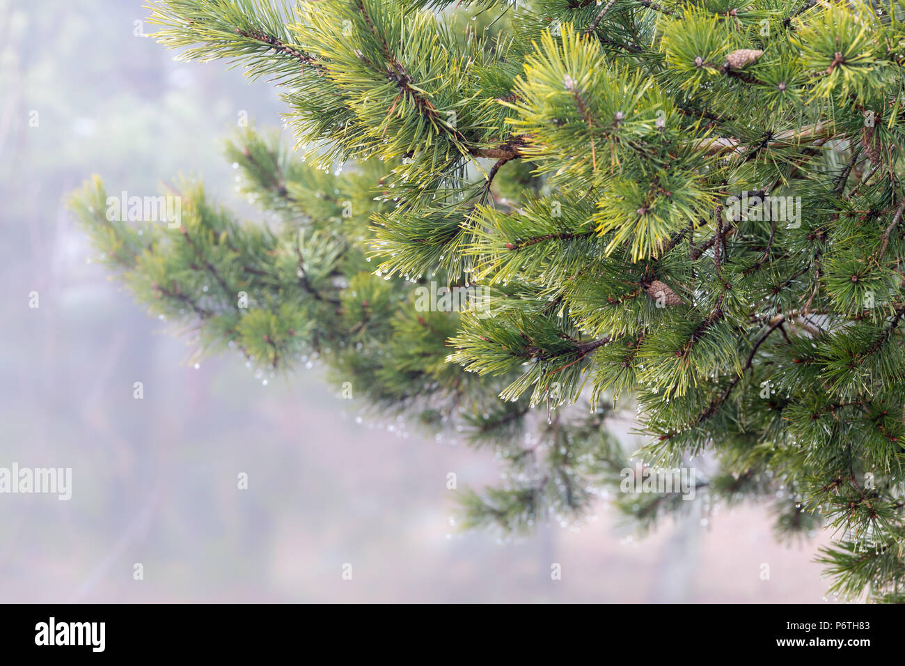 Close up de pin humide arbre branche gouttelettes sur c'est des aiguilles sur jour brumeux Banque D'Images