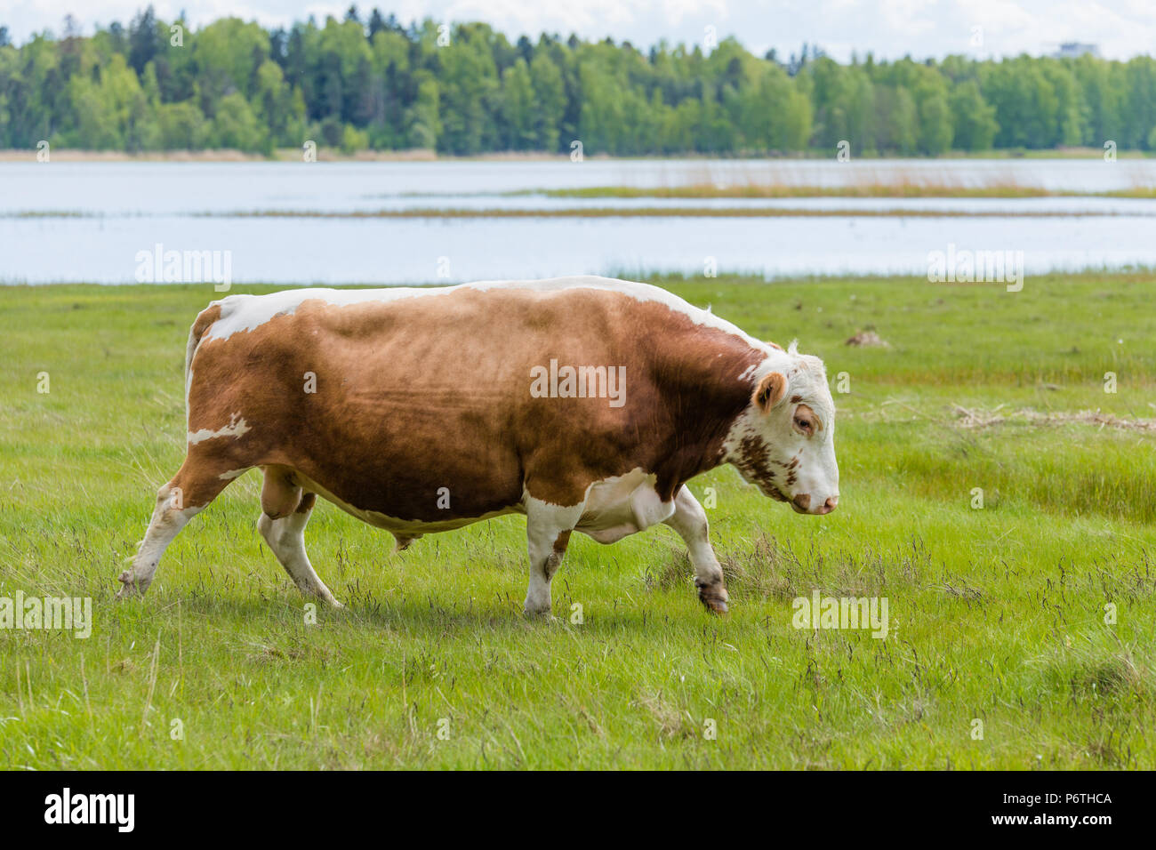 Les bovins laitiers finlandais au pâturage sur journée ensoleillée Banque D'Images