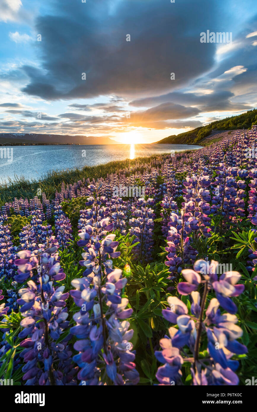 Akureyri, Islande du Nord. Domaines de lupins et soleil de minuit. Banque D'Images