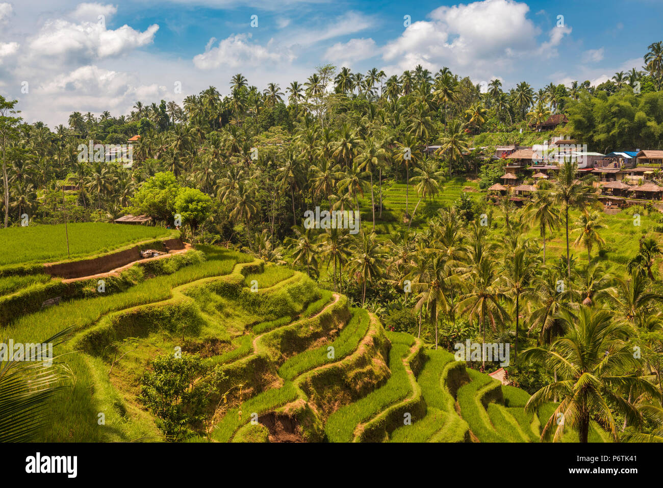 Bali, Indonésie, Asie du Sud Est. Les rizières à la terrasse de riz Tegalalang. Banque D'Images
