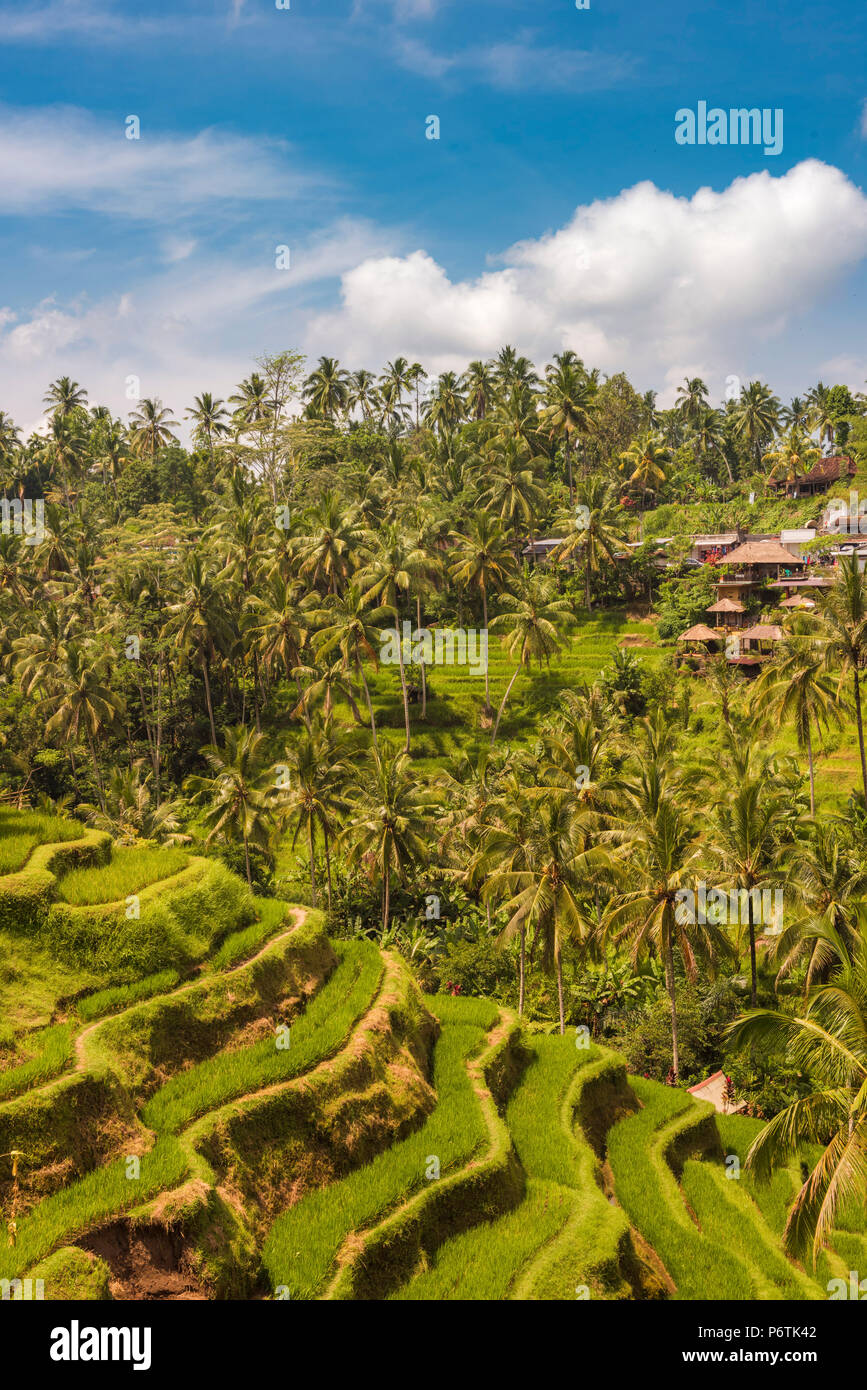 Bali, Indonésie, Asie du Sud Est. Les rizières à la terrasse de riz Tegalalang. Banque D'Images
