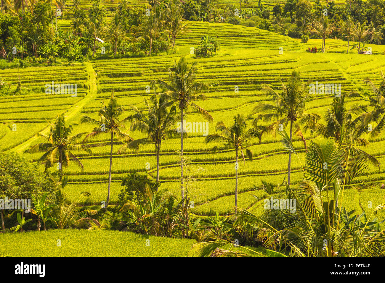 Bali, Indonésie, Asie du Sud Est. Les rizières de Jatiluwih en rizières en terrasses, patrimoine mondial de l'Unesco. Banque D'Images
