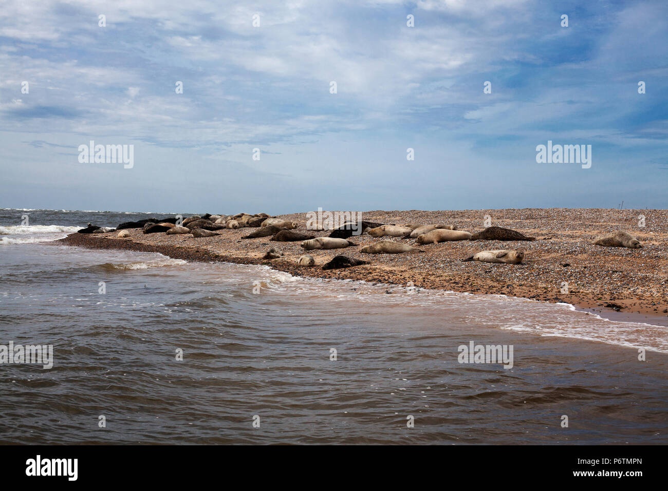 Les phoques communs au soleil sur Blakeney point, Norfolk. Banque D'Images