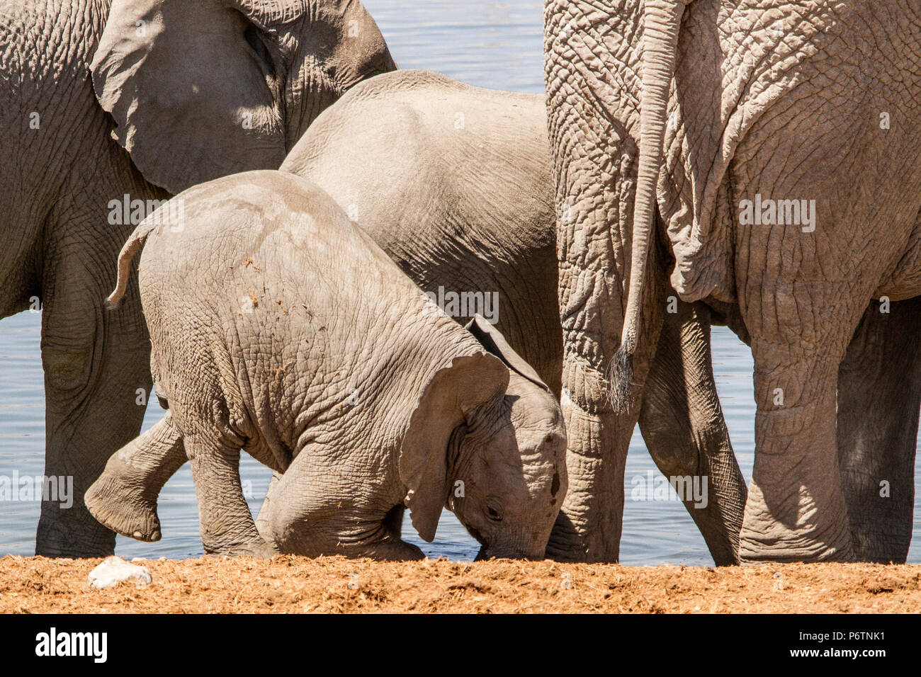 L'Eléphant d'Afrique Loxodonta - Bébé - en troupeau à faire jouer waterhole wavecrest Banque D'Images