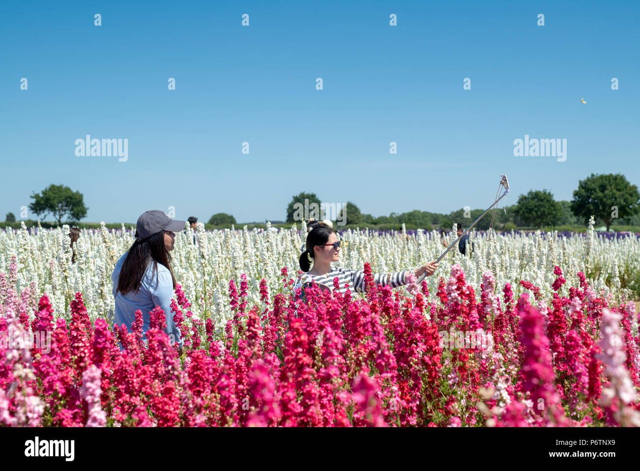 Asain touristes prenant un parmi les selfies Delphiniums au vrai pétale de fleur dans les champs de la société Confetti mèche, Pershore, Worcestershire. UK Banque D'Images