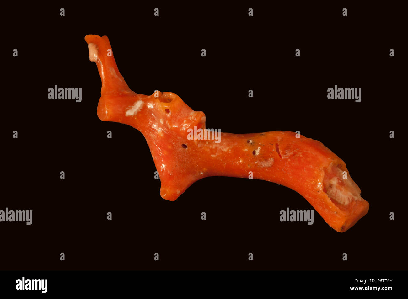 Faune de la mer rouge Banque de photographies et d’images à haute