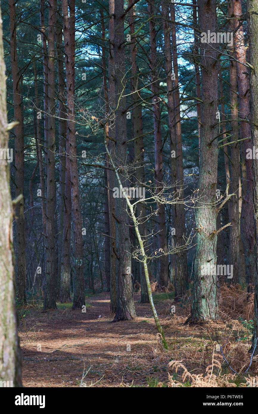 Une petite branche de plus en plus le sol de la forêt avec des arbres adultes qui l'entourent dans une forêt dans le Berkshire, Angleterre, RU Banque D'Images Une petite branche de plus en plus le sol de la forêt avec des arbres adultes qui l'entourent dans une forêt dans le Berkshire, Angleterre, RU Banque D'Images