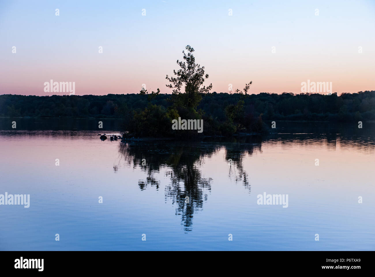 Réflexion sur le lac au coucher du soleil, les canards sur l'eau, la silhouette des arbres, Indianapolis, IN, United States Banque D'Images