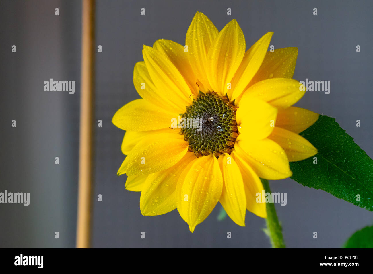 Un gros plan d'une belle fleur jaune Photo Stock - Alamy
