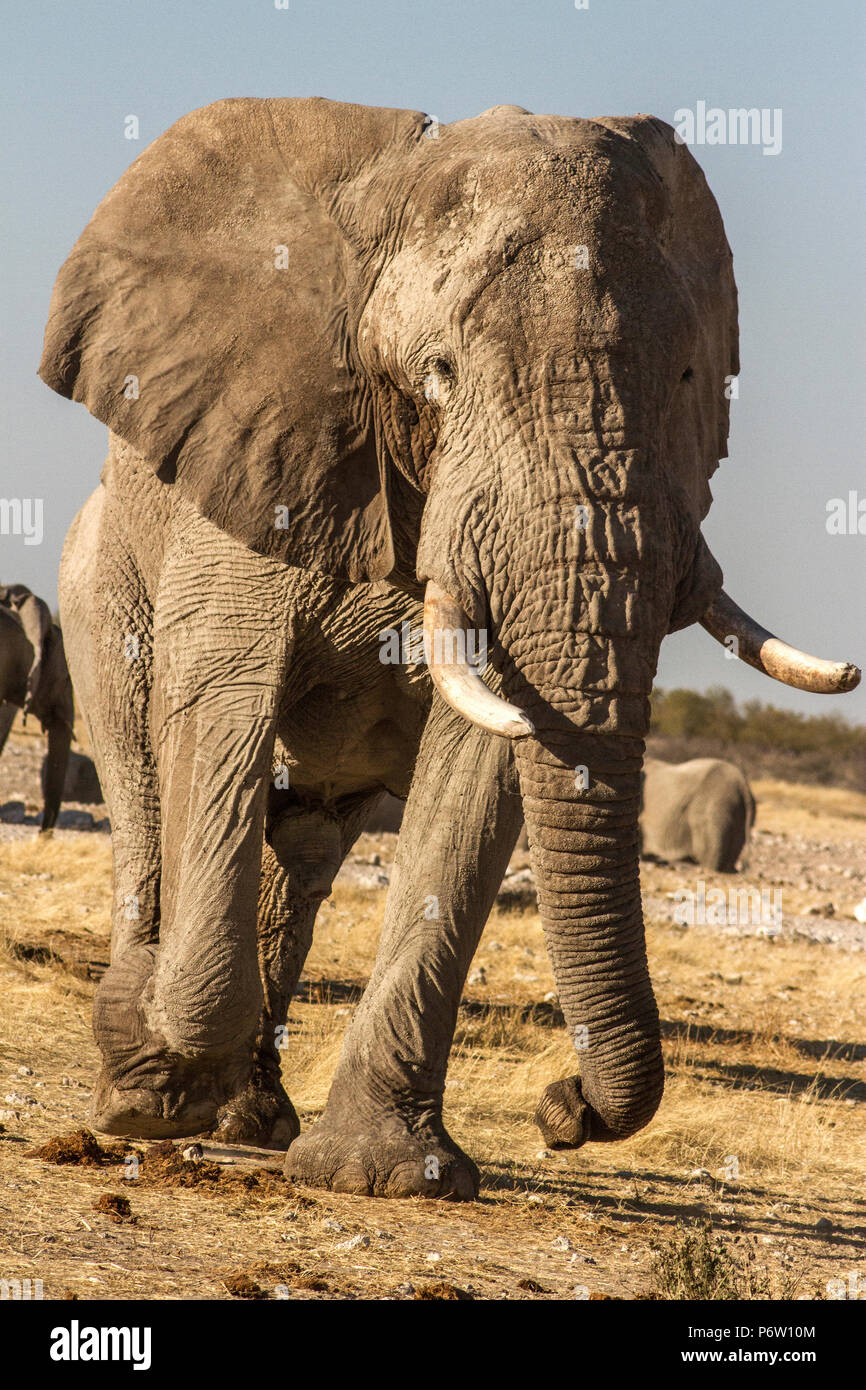 Big Bull African Elephant - Loxodonta - approche portrait Banque D'Images