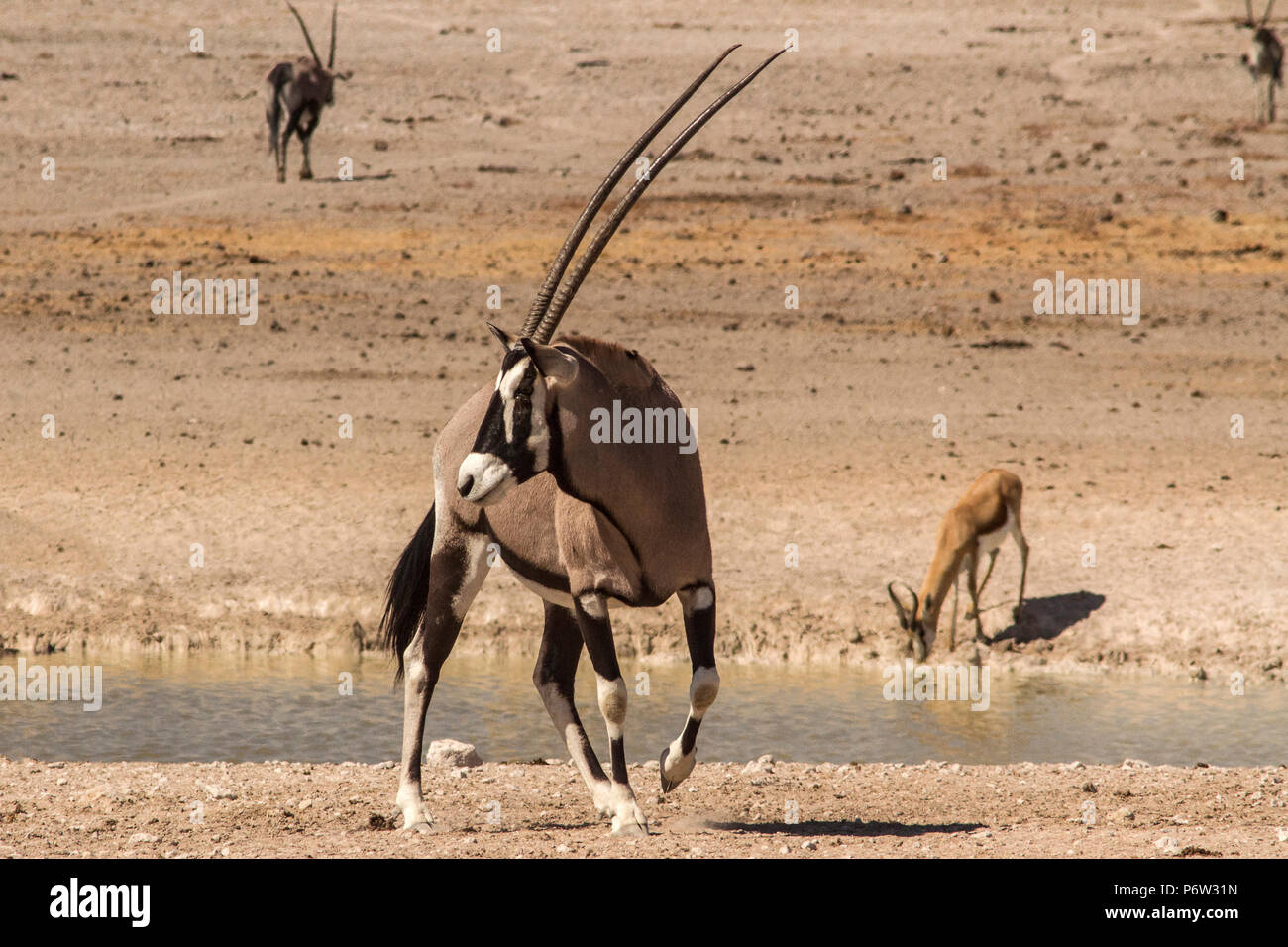 Gemsbok, Oryx gazella Oryx - ou - tourner en eau dans le parc d'Etosha, Namibie. Banque D'Images