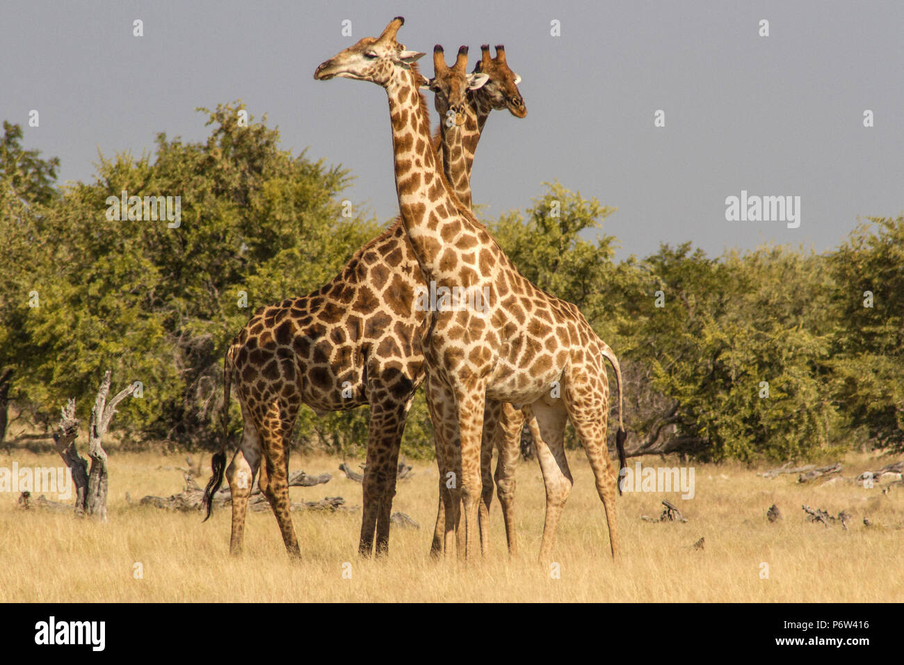Trois angolais ou namibienne girafes Giraffa - Cameloparalis Angolensis - impliqué dans un rituel de parade nuptiale dans Etosha, Namibie. Trois chefs ensemble. Banque D'Images