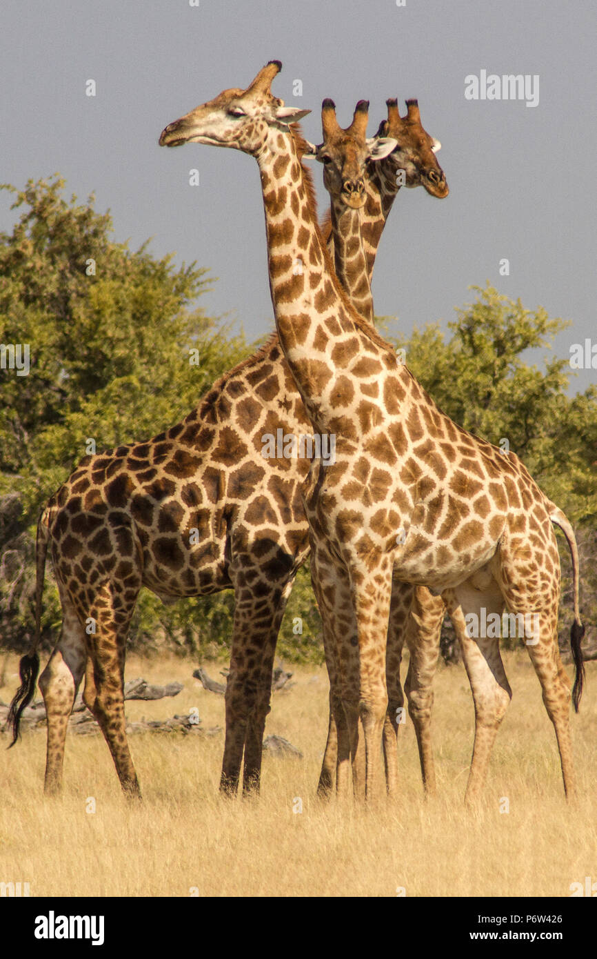 Trois angolais ou namibienne girafes Giraffa - Cameloparalis Angolensis - impliqué dans un rituel de parade nuptiale dans Etosha, Namibie. Trois chefs ensemble. Por Banque D'Images