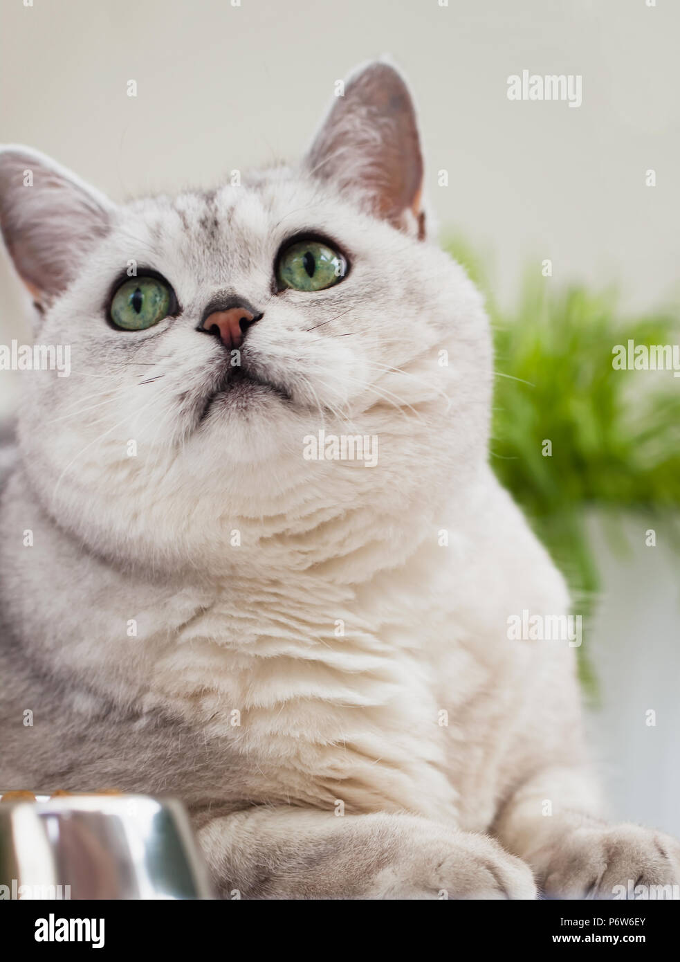 Close Up Portrait Of A Cute Light Chat Gris Aux Yeux Verts à