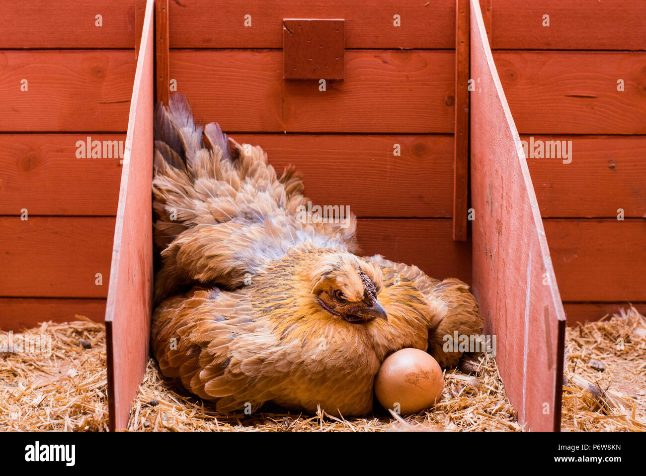 L'incubation des œufs de poule rouge pose à l'intérieur de sa cage Photo  Stock - Alamy