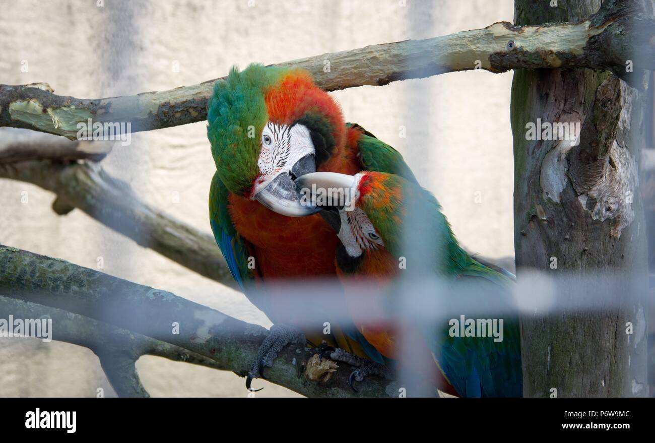 Fermer image d'un oiseau à plumes néerlandais aux Pays-Bas Banque D'Images Fermer image d'un oiseau à plumes néerlandais aux Pays-Bas Banque D'Images