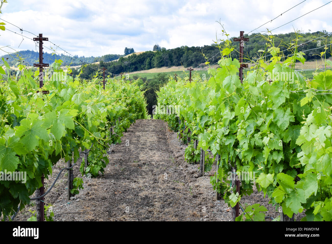 Rangées de raisins primé sur un vignoble Russian River Valley dans le Comté de Sonoma, en Californie Banque D'Images