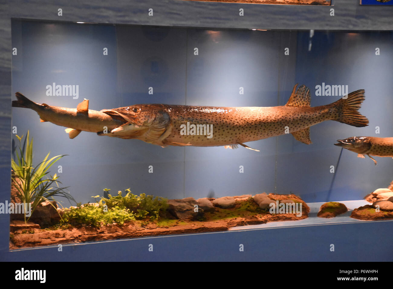 Jiamusi Jiamusi Chine 3 Juillet 2018 Jiamusi Chine Le