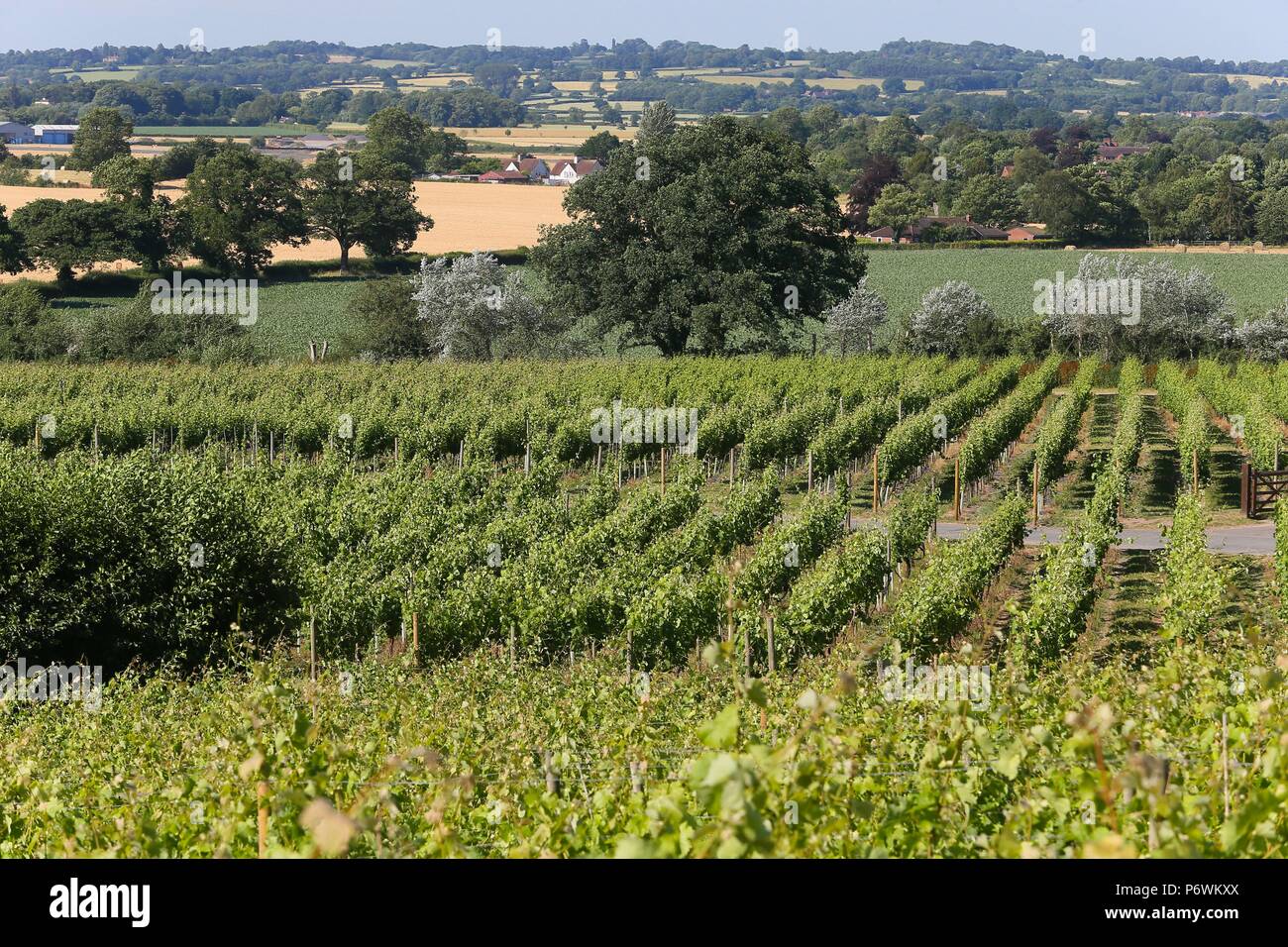 Halfpenny Green, Staffordshire, Royaume-Uni. 3 juillet, 2018. La chaleur de l'été prolongé et sun profite de la vigne. Les 30 hectares de vignoble familial en Afrique du Staffordshire produit 50 à 60 000 bouteilles de vin chaque année. Les vignes n'ont pas besoin d'arroser comme ils ont une très longue racines. Peter Lopeman/ Alamy Live News Banque D'Images