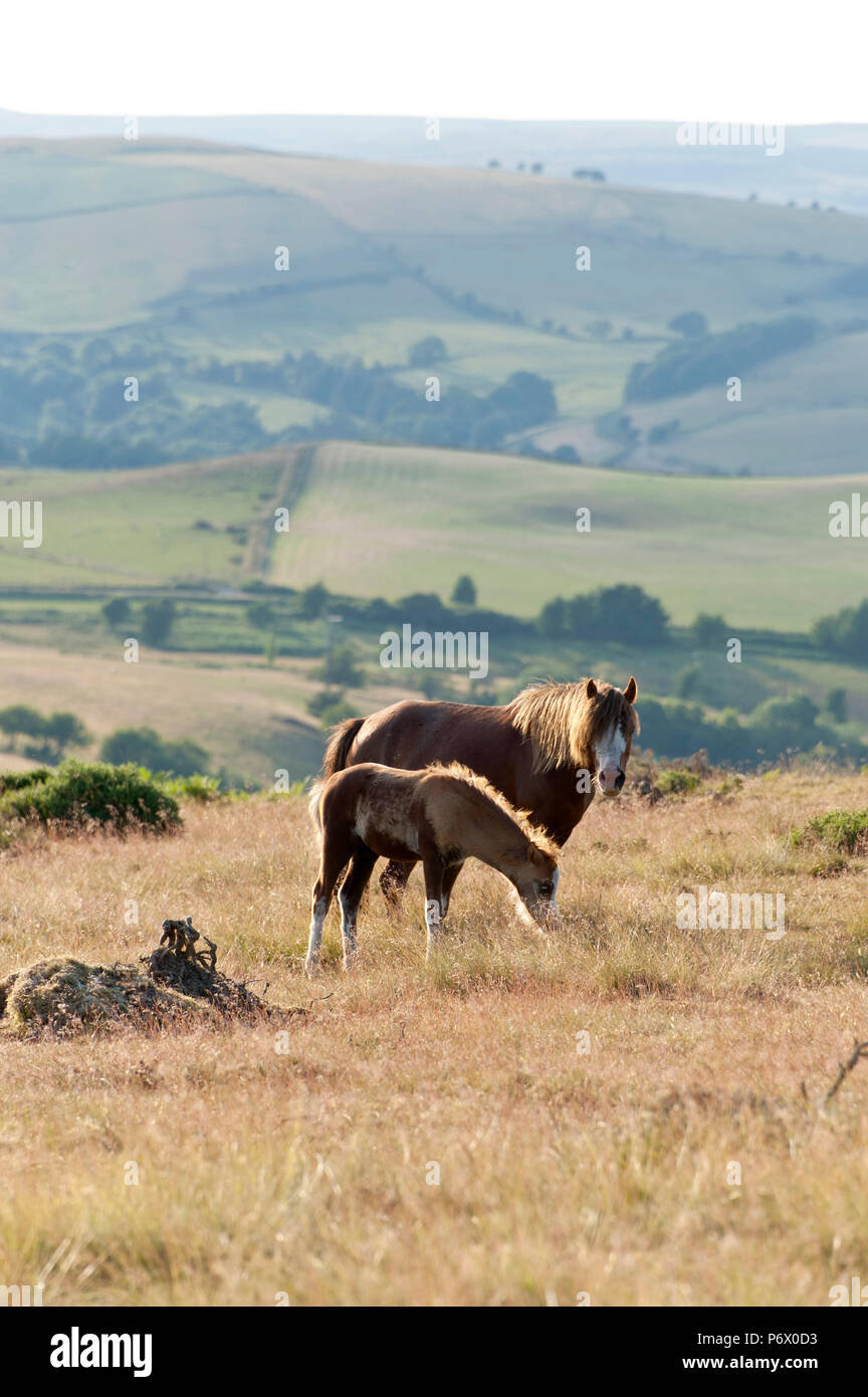 Builth Wells, Powys, au Royaume-Uni. 3e juillet 2018. Après une autre journée chaude, un Welsh Mountain Pony mare et poulain brouter sur les Mynyd Epynt gamme près de Builth Wells dans Powys, Pays de Galles, Royaume-Uni. Credit : Graham M. Lawrence/Alamy Live News. Banque D'Images