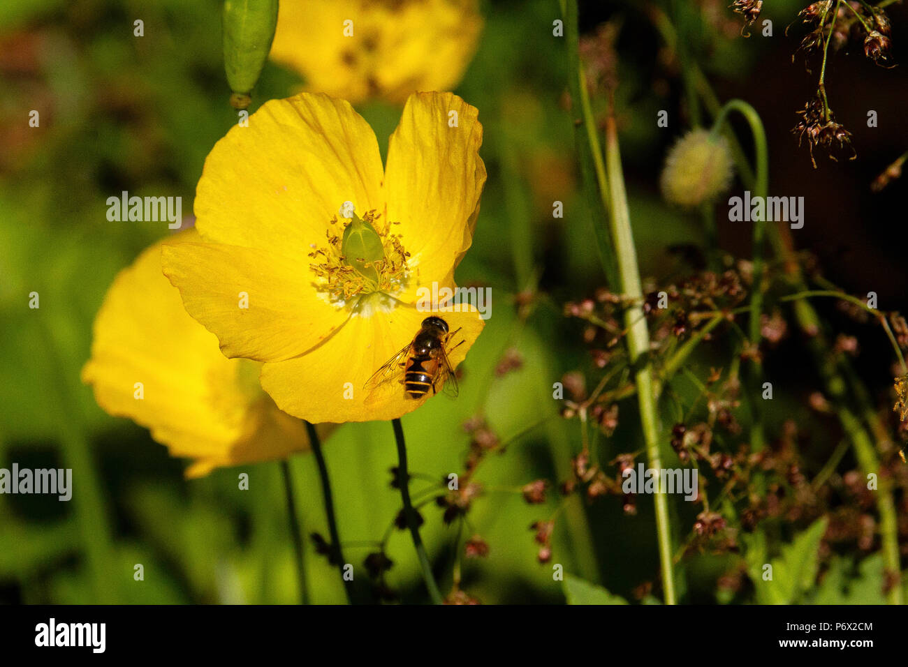 - Ranunculaceae renoncule - avec hoverfly, syrphidia - syrphe - assis sur petal Banque D'Images