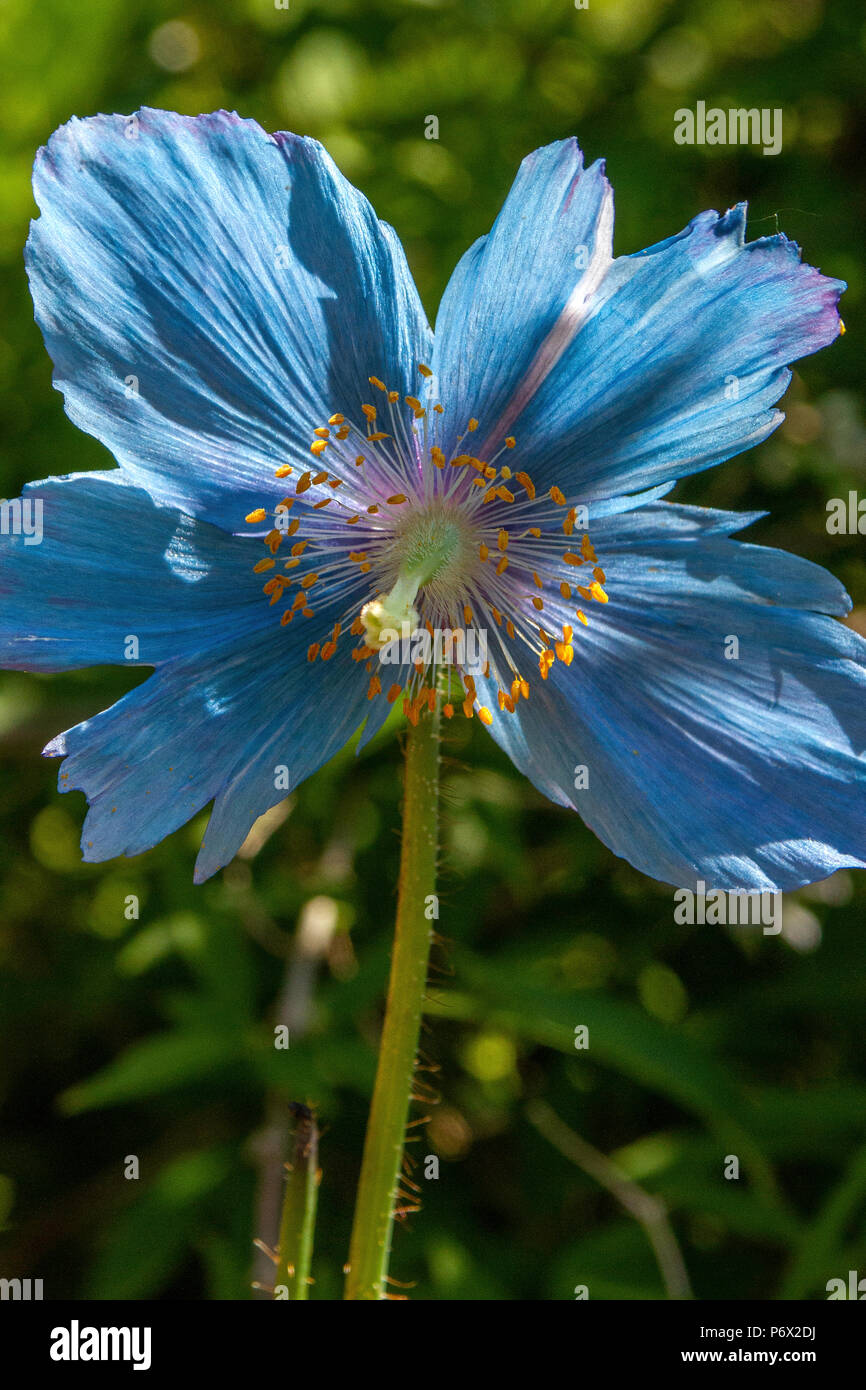 Le pavot bleu de l'himalaya - Meconopsis betonicifolia - montrant les pétales bleu et orange étamines. Portrait Banque D'Images