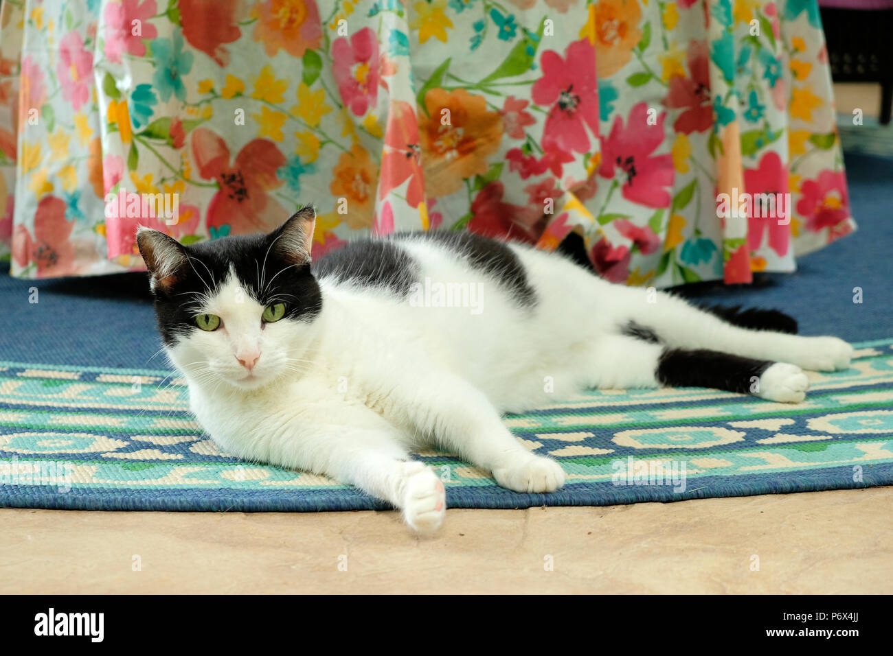Chat noir et blanc chat de smoking ou allongé sur un tapis de patio de détente à la maison. Banque D'Images