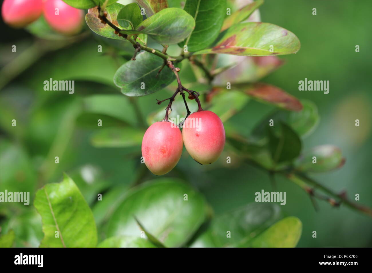 Fruits Jamson Banque D'Images