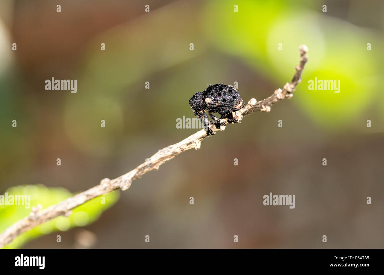 Le charançon noir de la vigne ou du pin, Otiorhynchus sulcatus charançon à nez large, Banque D'Images