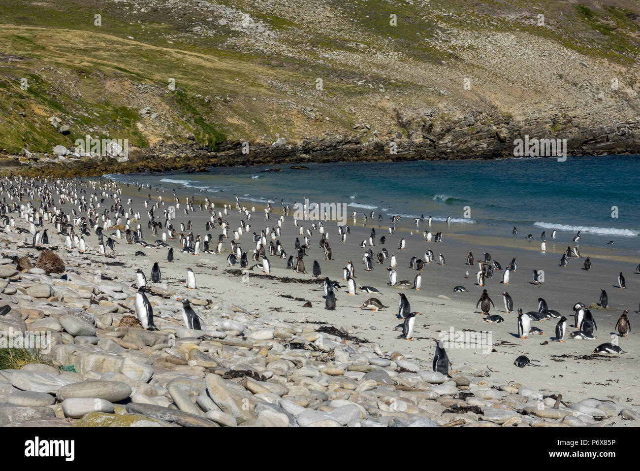 Colonie de manchots Gentoo en grand Cove, West Falkland, Îles Falkland Banque D'Images