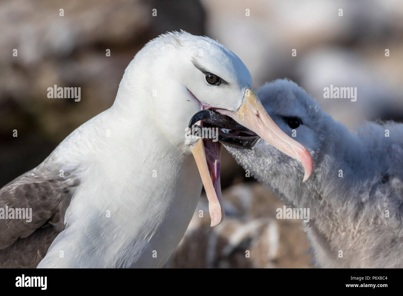 Albatros à sourcils noirs adultes régurgiter la nourriture pour nourrir les grands poussins duveteux sur son nid à clocheton Jason Island, Îles Falkland Banque D'Images