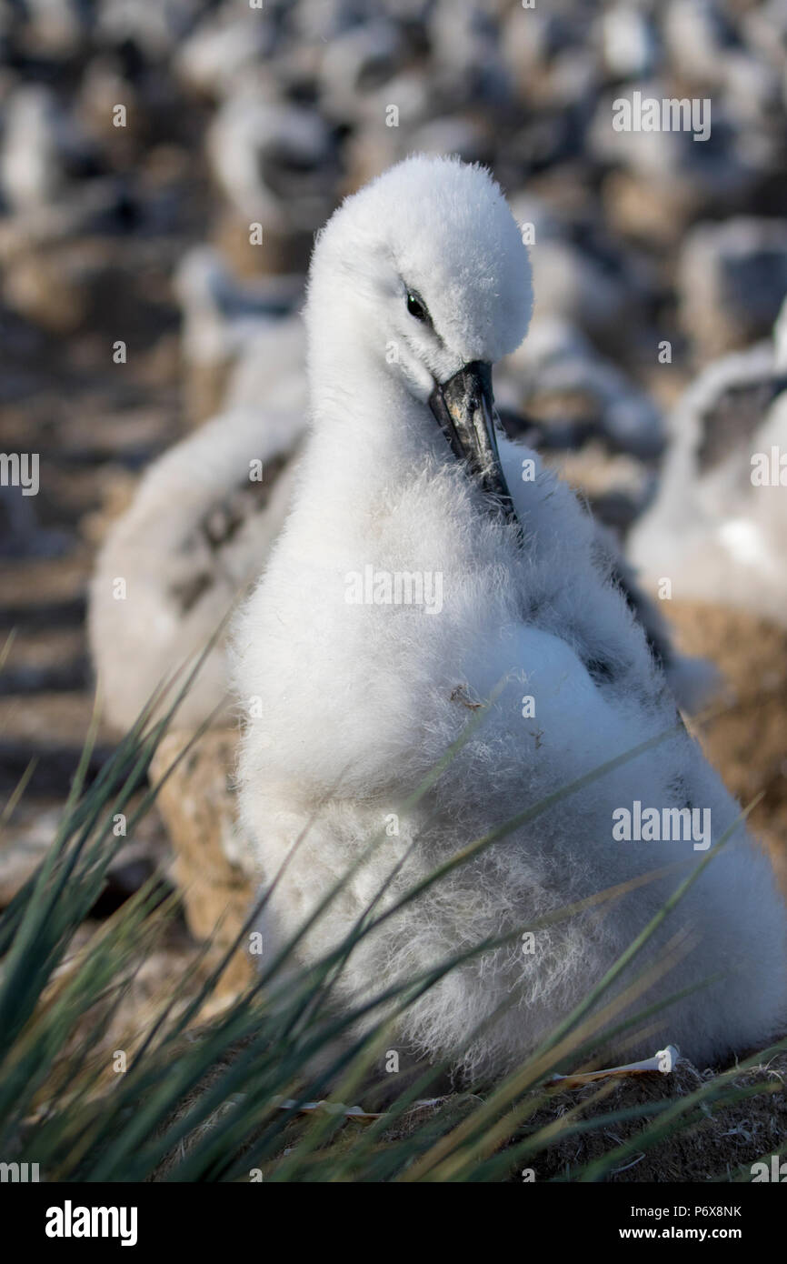 Albatros à sourcils noirs chick sur son nid, Steeple Jason Island, Îles Falkland Banque D'Images