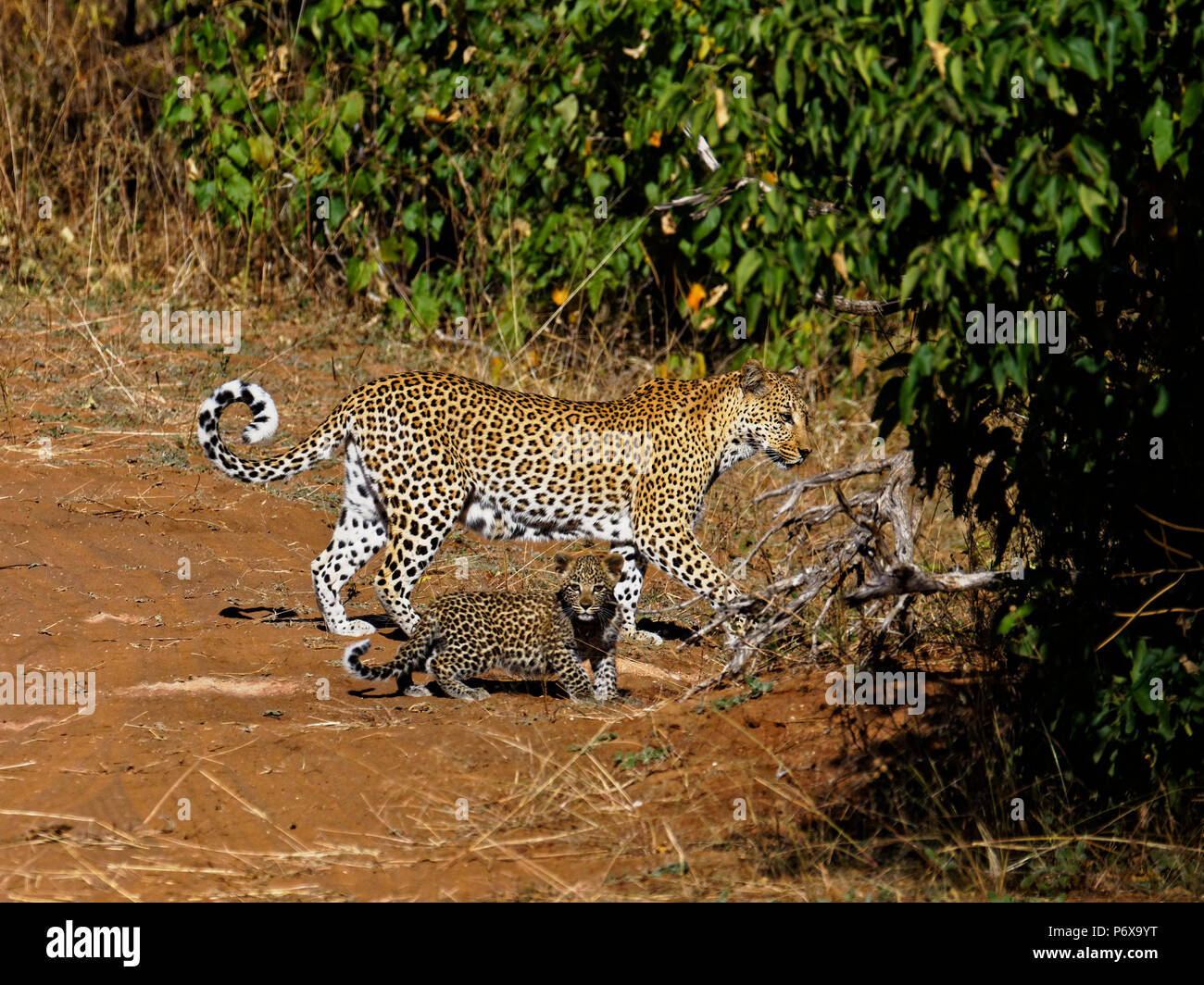 Mère et bébé léopard marchant sur une piste dans le Parc National de Chobe, au Botswana Banque D'Images
