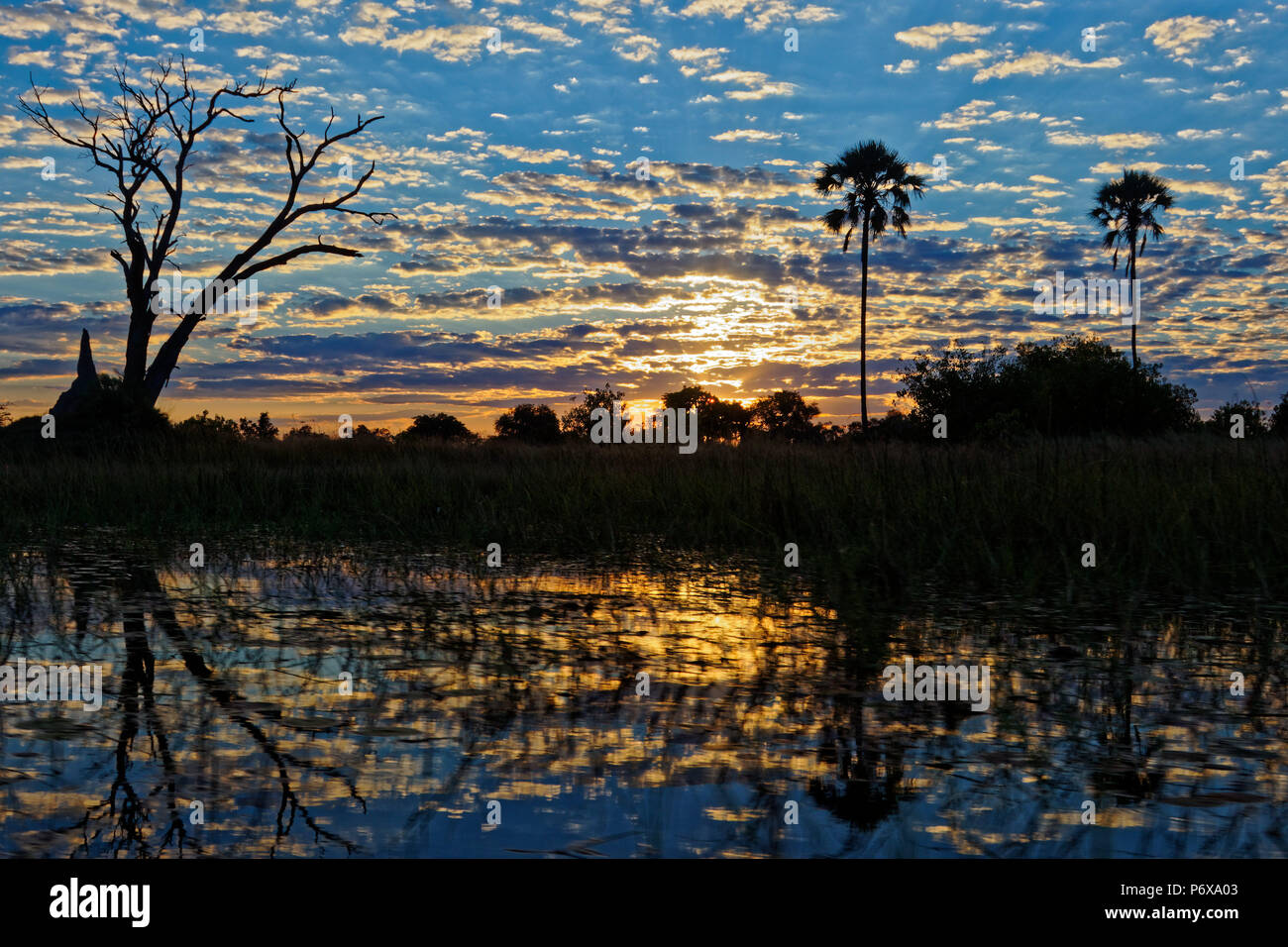 Lever du soleil dans le Delta de l'Okavango, au Botswana Banque D'Images