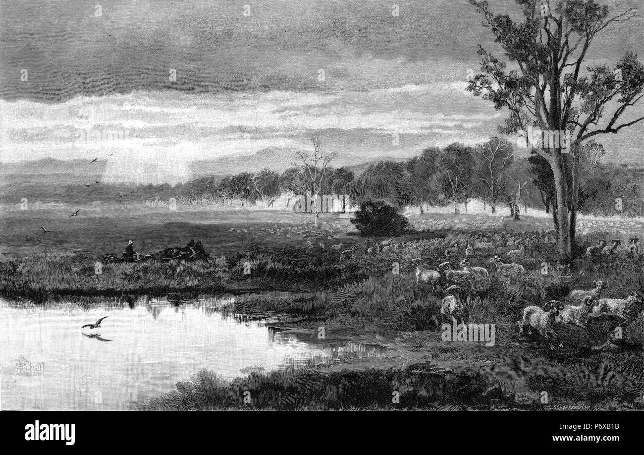 Gravure des Darling Downs, une importante région productrice de blé dans le Queensland, Australie. À partir de l'Atlas pittoresque d'Australasie Vol 2, 1886 Banque D'Images Gravure des Darling Downs, une importante région productrice de blé dans le Queensland, Australie. À partir de l'Atlas pittoresque d'Australasie Vol 2, 1886 Banque D'Images