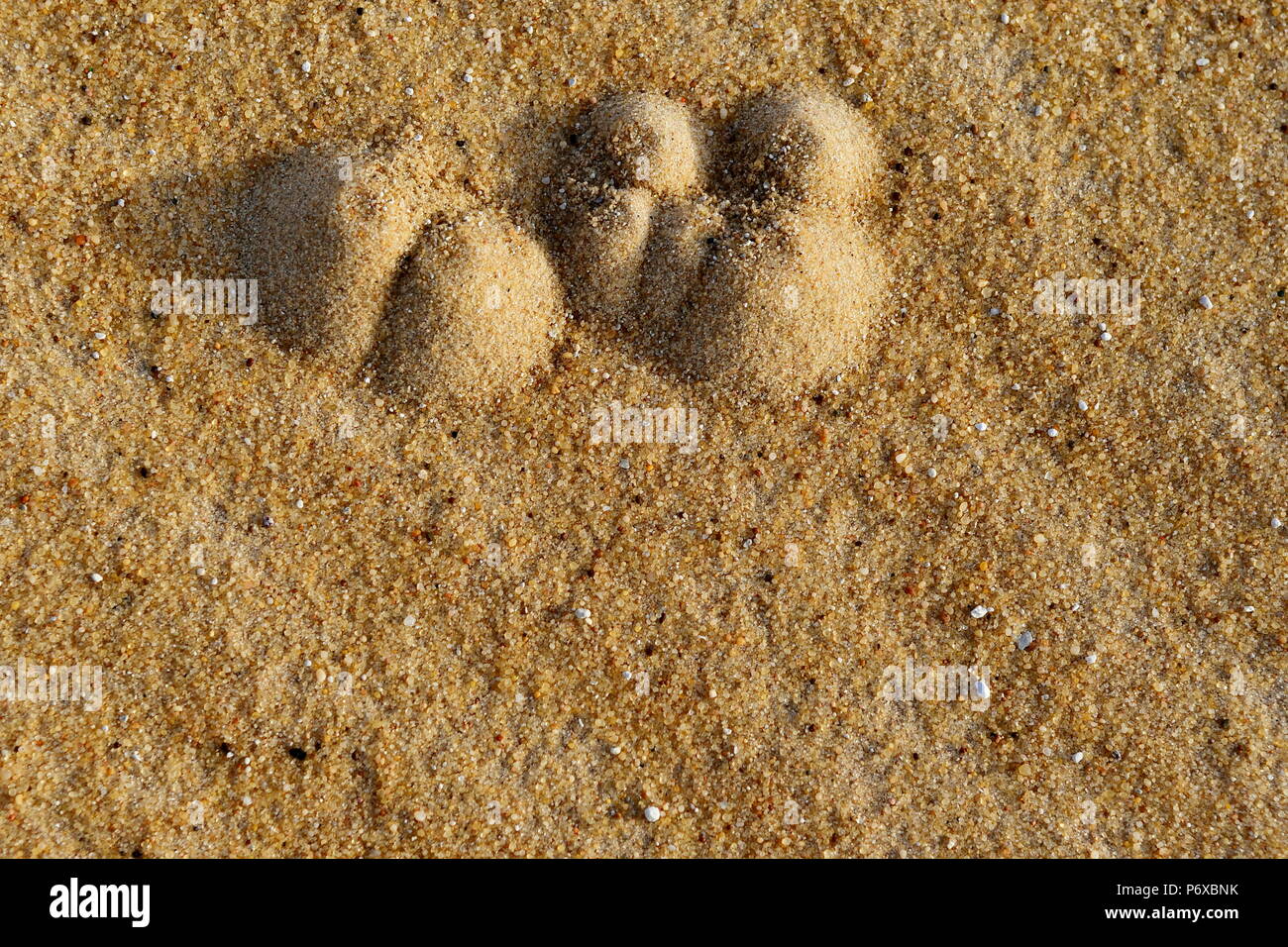 Dunes de sable dans le désert d'Arabie Saoudite. Pas d'hommes, pas  seulement de la vie où chaque sable et sable seulement et le ciel en  arrière-plan Photo Stock - Alamy