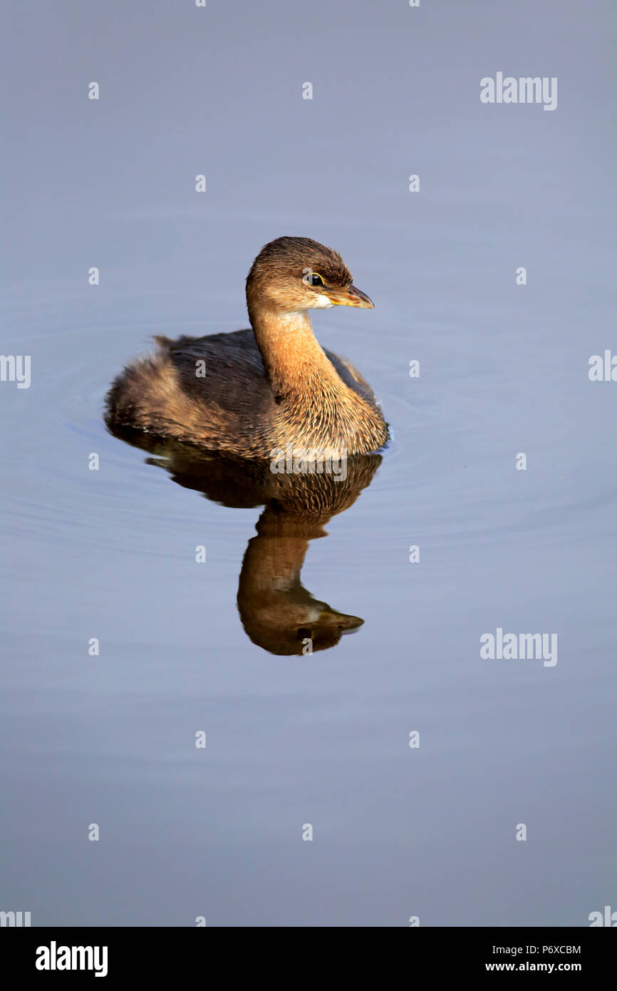 Le grèbe à bec bigarré, natation adultes, Wakodahatchee Wetlands dans l'eau, Delray Beach, Florida, USA, Podilymbus podiceps Banque D'Images